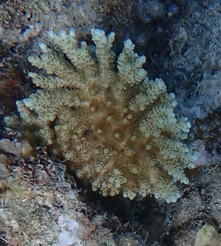 Acropora selago observed 2025-09-21