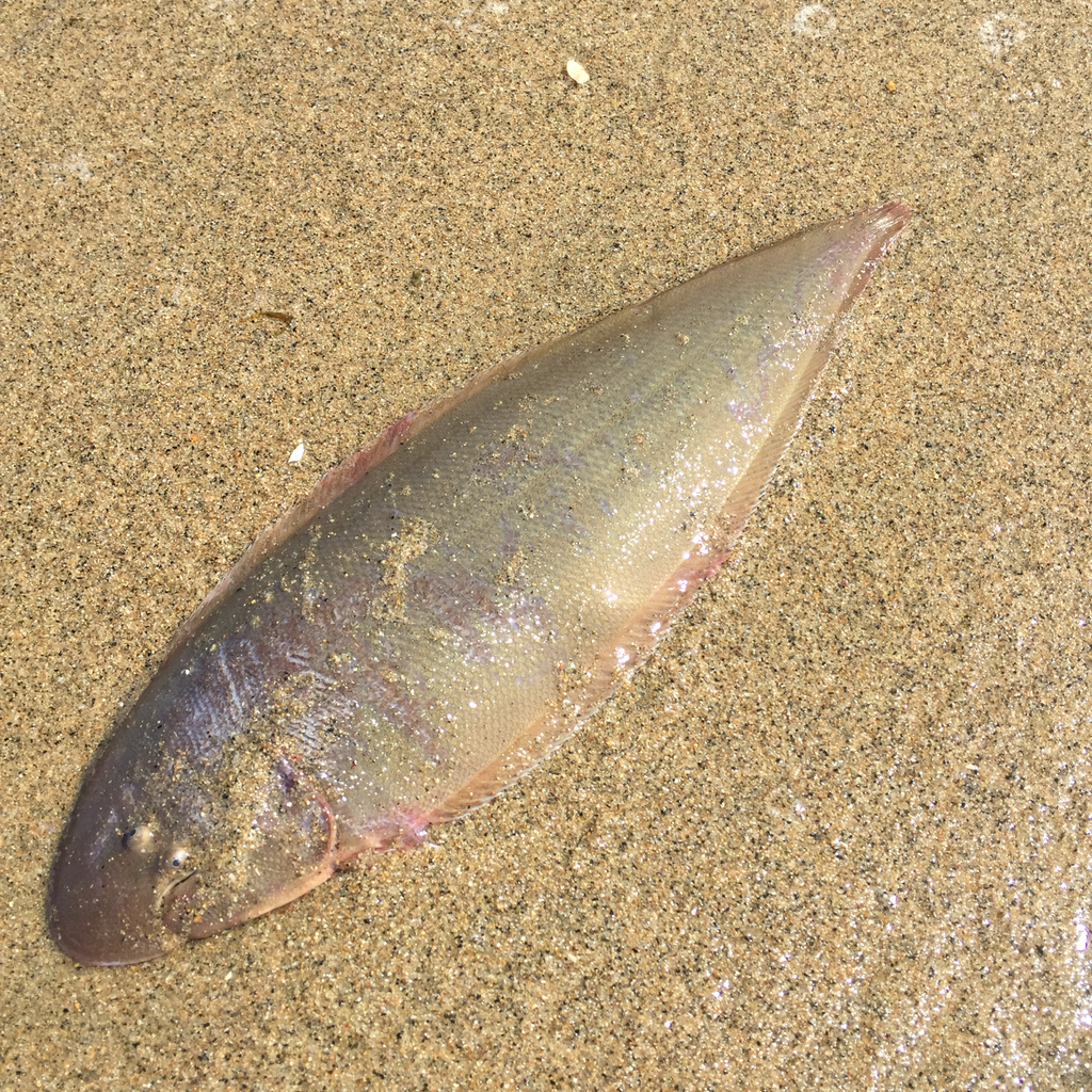 Fourline tongue sole (Cynoglossus bilineatus) — Cynoglossidae