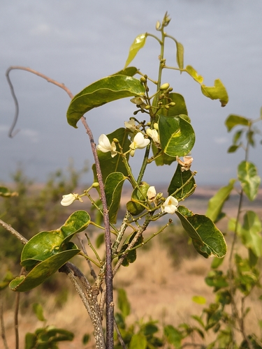 Baphia capparidifolia, 2025-10-23