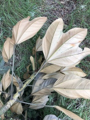 Oreopanax bogotensis