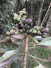 Oreopanax bogotensis