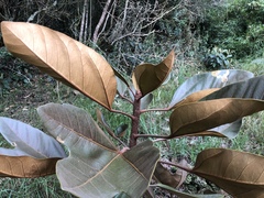 Oreopanax bogotensis