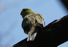 Neophema chrysostoma