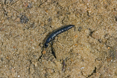 Thyreocephalus chloropterus