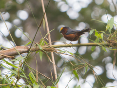 Catamblyrhynchus diadema