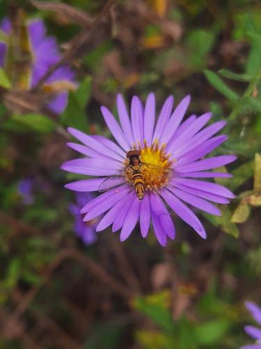 Unknown species found near Elizabethton, TN, USA