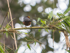 Catamblyrhynchus diadema