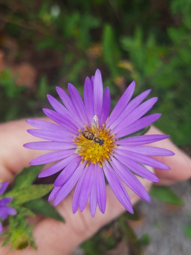 Unknown species found near Elizabethton, TN, USA