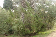 Juniperus chinensis