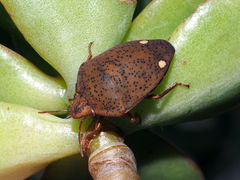 Solenosthedium bilunatum