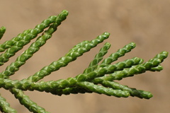 Juniperus chinensis