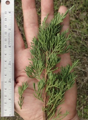 Juniperus chinensis