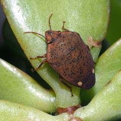 Solenosthedium bilunatum