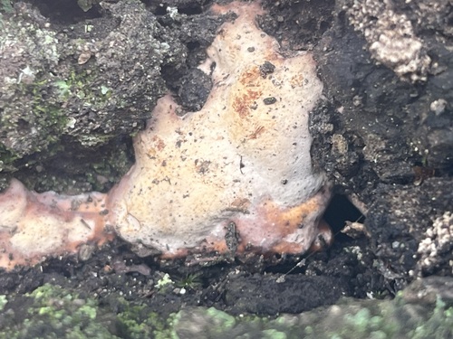 Vanderbylia fraxinea