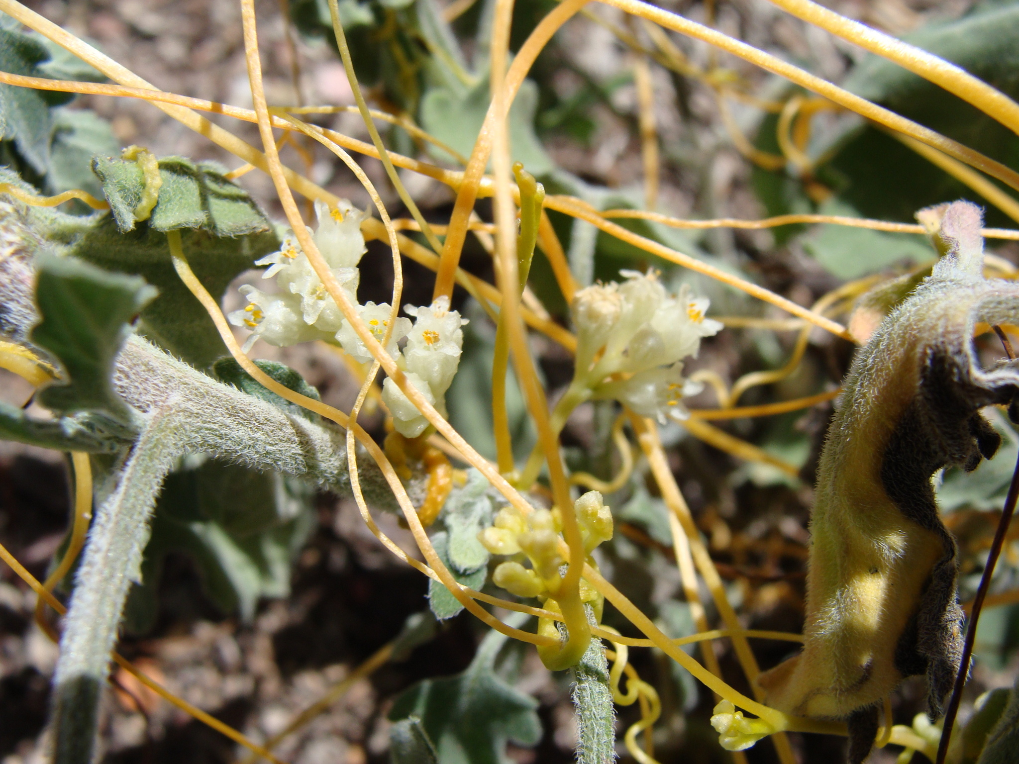 Chinese Dodder (Cuscuta chinensis)