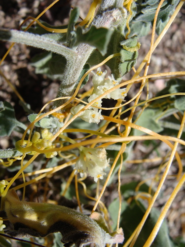 Cuscuta applanata Engelm.