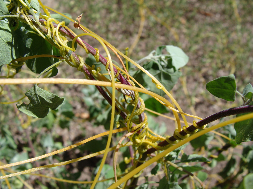 Cuscuta chinensis; photograph (c) Alexis López Hernández, some rights reserved (CC BY)