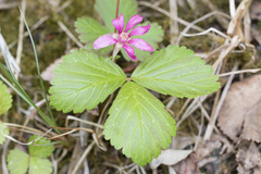 Rubus arcticus acaulis