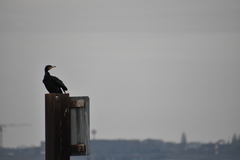 Phalacrocorax carbo