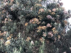 Linochilus rosmarinifolius