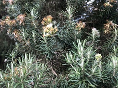 Linochilus rosmarinifolius