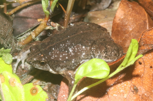 Northern Sheep Frog, Hypopachus variolosus