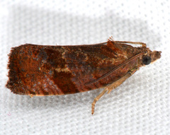 Evora hemidesma