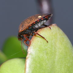 Solenosthedium bilunatum