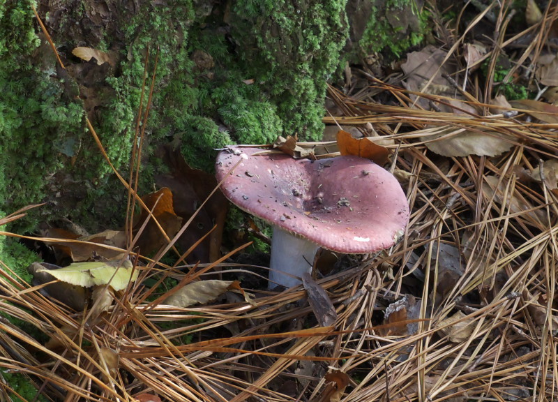 Blackish-red Russula