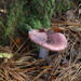 Blackish-red Russula - Photo (c) Linda Gail Price, some rights reserved (CC BY-NC), uploaded by Linda Gail Price