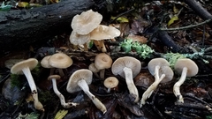 Clitocybe salmonilamella