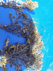 Xiphophora chondrophylla