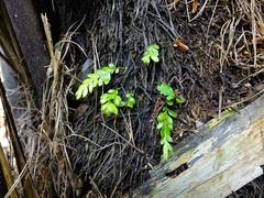 Tmesipteris lanceolata