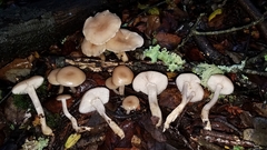 Clitocybe salmonilamella
