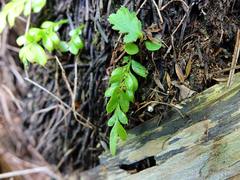 Tmesipteris lanceolata