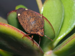 Solenosthedium bilunatum