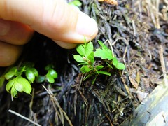 Tmesipteris lanceolata