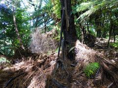 Tmesipteris lanceolata