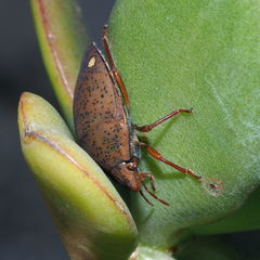 Solenosthedium bilunatum
