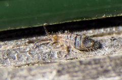 Entomobrya assuta