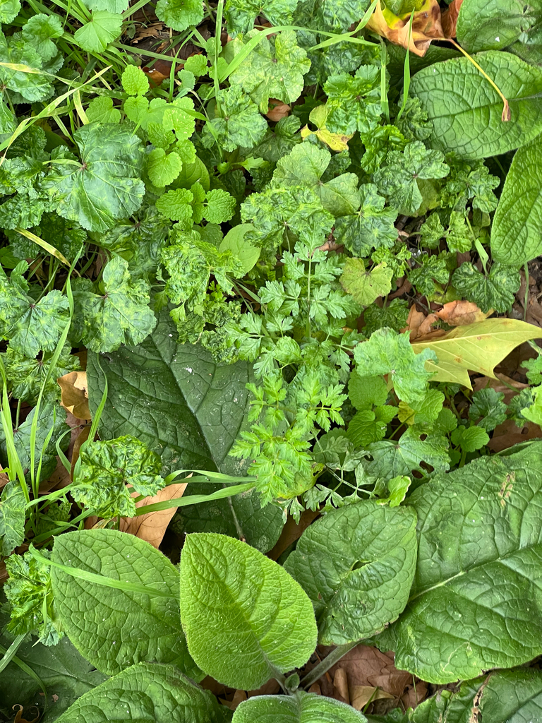 Petroselinum crispum