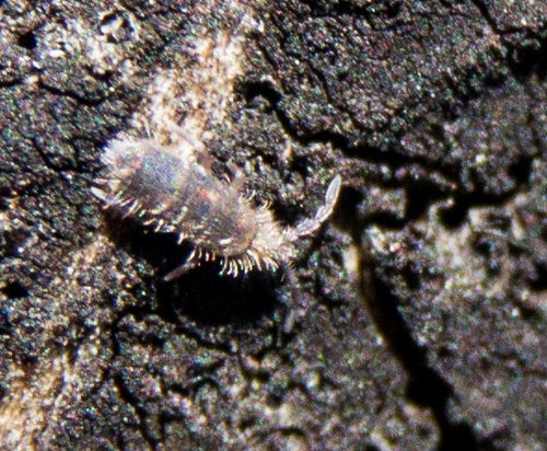 Entomobrya sinelloides