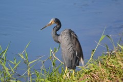 Egretta tricolor