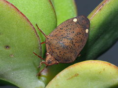 Solenosthedium bilunatum