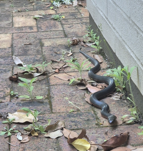 Red-bellied Black Snake sighting