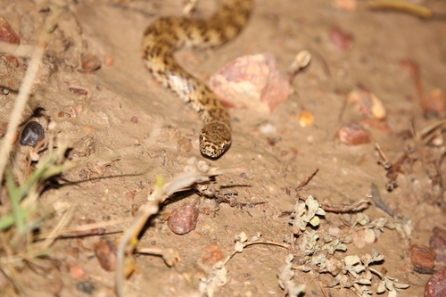 De Vis' Banded Snake sighting