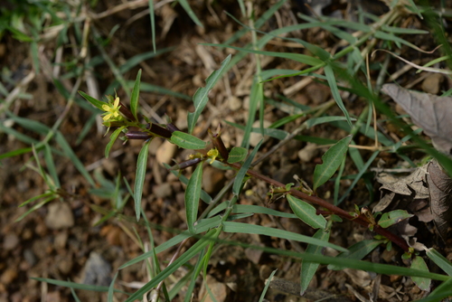 Ludwigia perennis iNat (1)