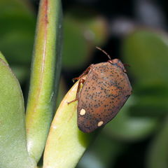 Solenosthedium bilunatum