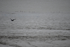 Recurvirostra avosetta