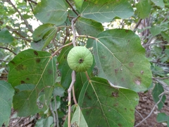 Ficus vallis-choudae